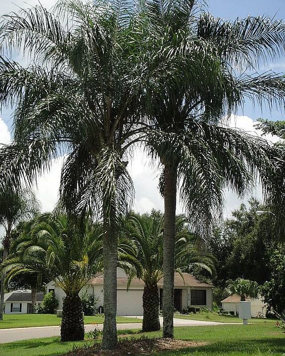 Palm Trees