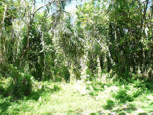 1st image of S Opakapaka St