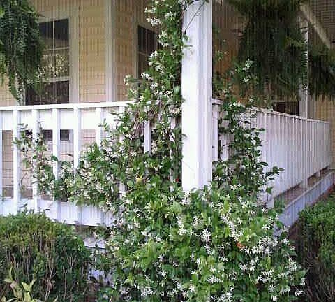 Jasmine on front porch 