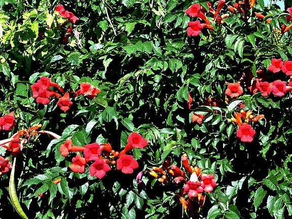 Trumpet Vine for the Hummers
