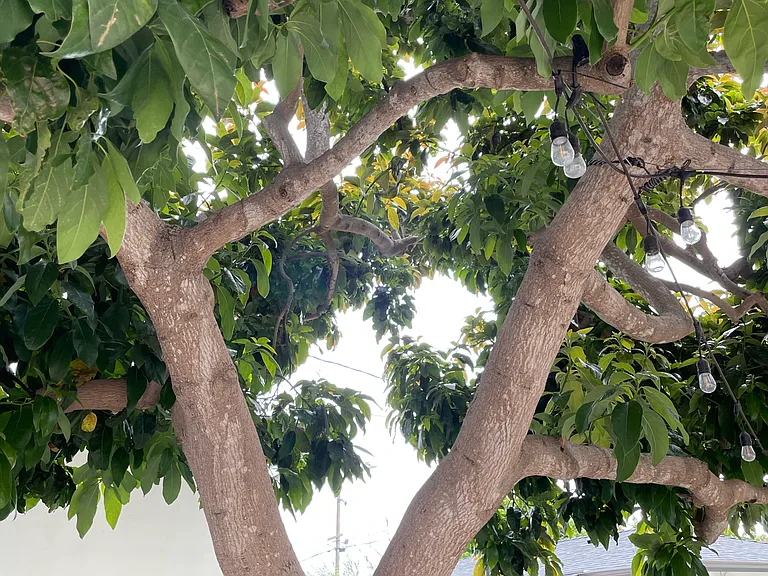 Large avocado tree in shared yard