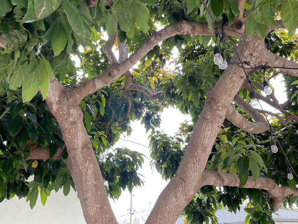 Large avocado tree in shared yard