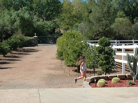 Citrus lined driveway