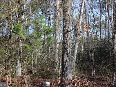 1975 Mayflower Dr, Greenbackville, VA, 23356