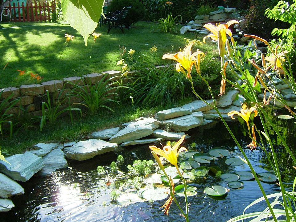 Back yard pond