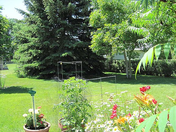 Looking out at backyard