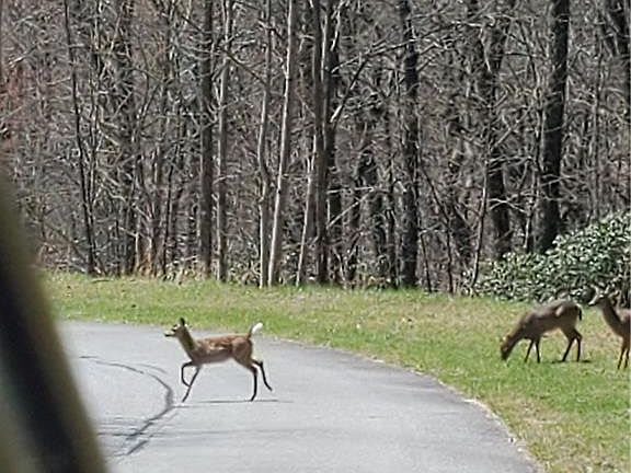 5th image of 12 Bobcat Lair Dr