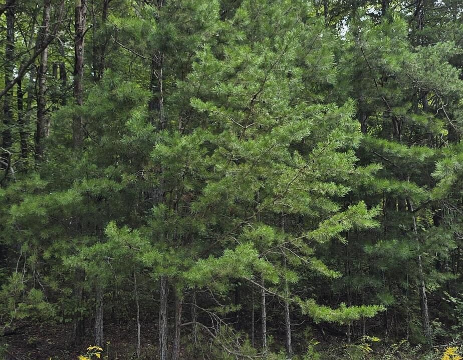 2nd image of Goodson Trl