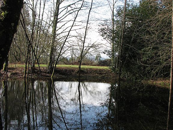 seasonal pond