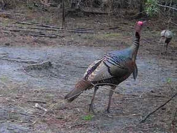 3rd image of 0 Clyatt Rd