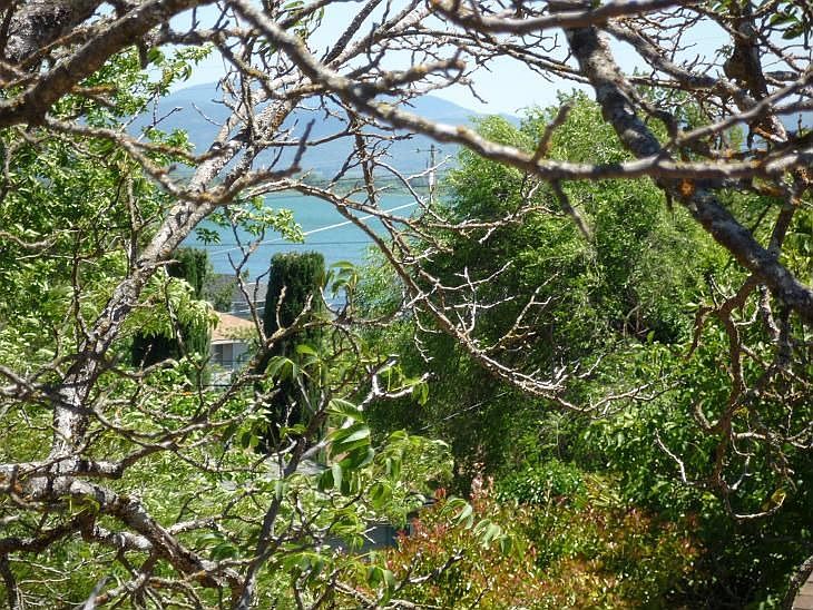 Like a treehouse with a view of Clear Lake lush green and pretty