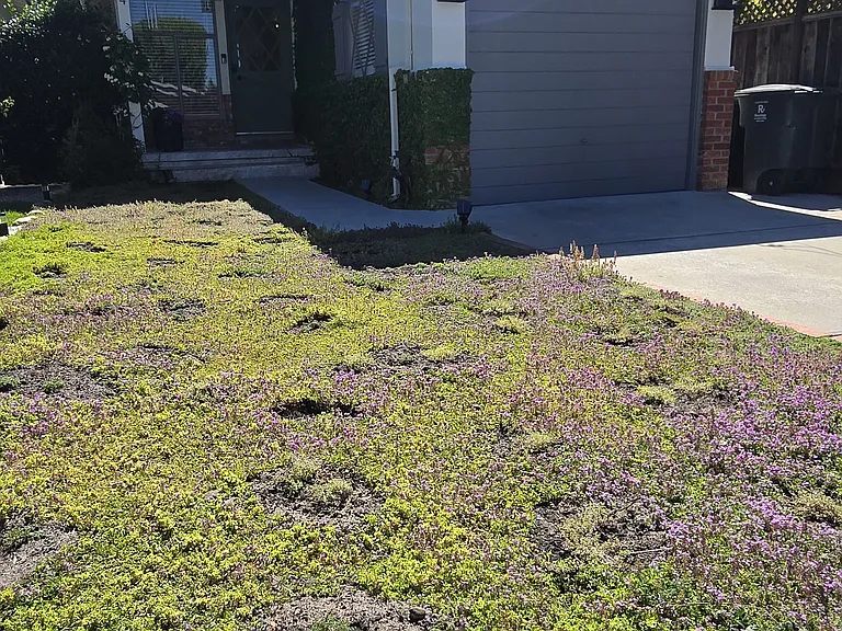 Large front yard area with set back. Space for driveway (off street) parking.