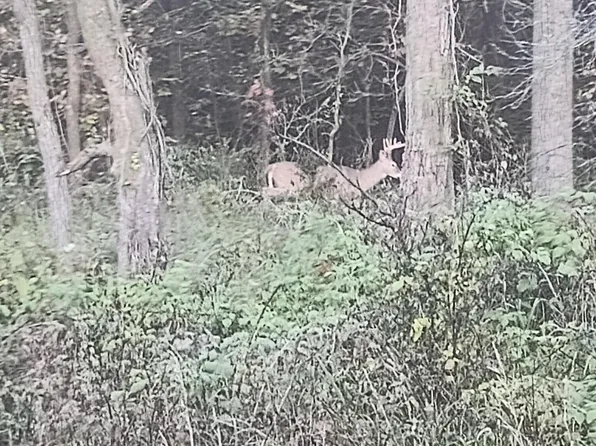 5550 S Saint Clair Rd, Saint Johns, MI 48879