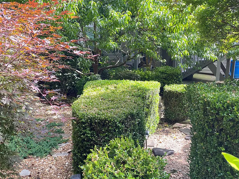 Back yard