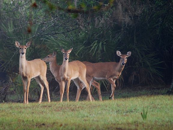 Meet your new neighbors