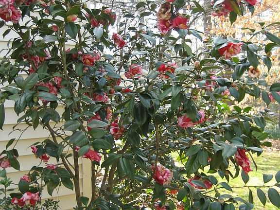 Lush Foliage - Year-round Blooms 