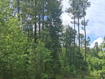 Tb Cass County Rd #1581 & 1582, Avinger, TX, 75630