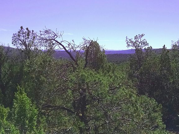 Thick trees on 40 acres