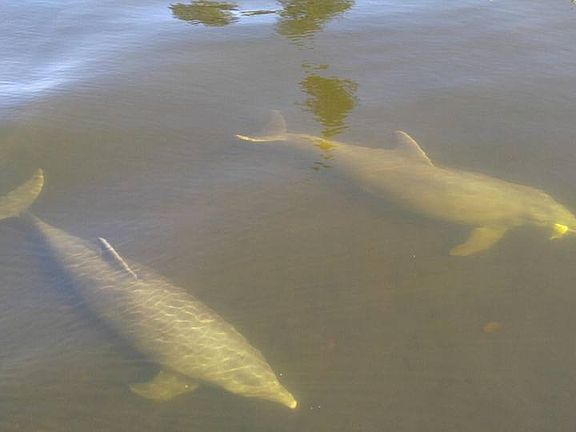 daily visitors off dock