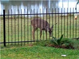 This could be your view every morning-wrought iron fence across back to see peaceful views of largest stocked pond in neighborhood. Gate for access to walk, fish or picnic