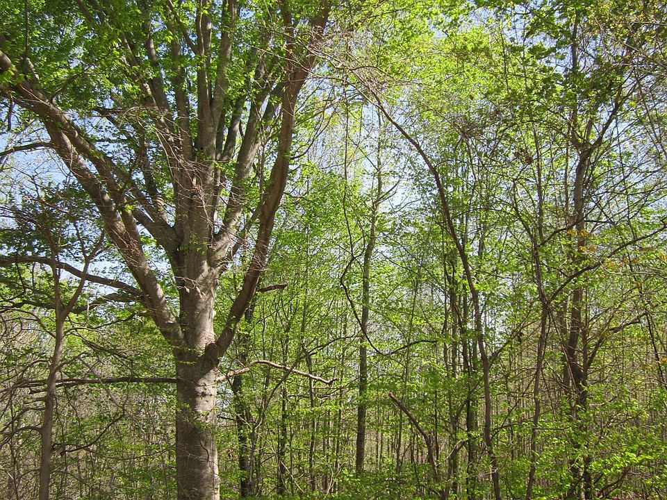 2nd image of Maury Pl Lot 33