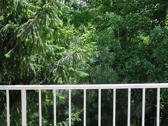 Balcony View Creek, Woods, Birds, 