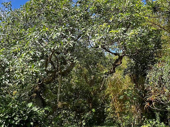 5th image of 50 Pauwela Rd Unit A