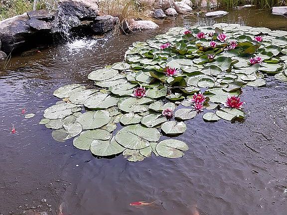 Front yard pond