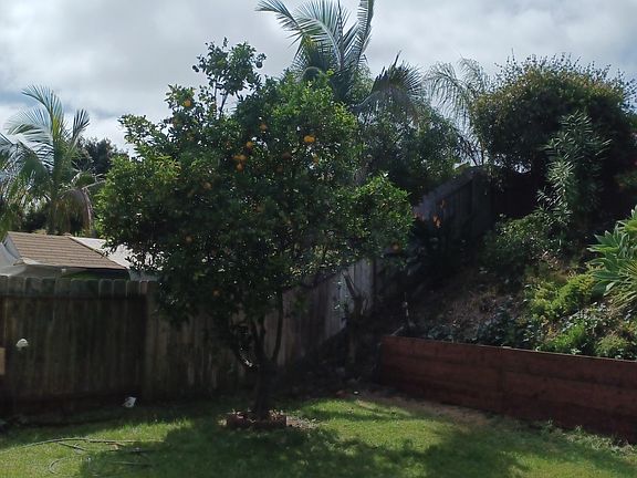 orange tree