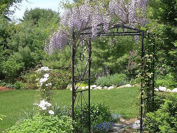 Visteria in Backyard