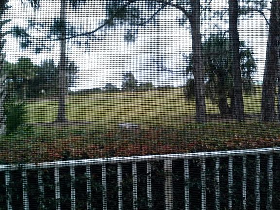 Backyard view