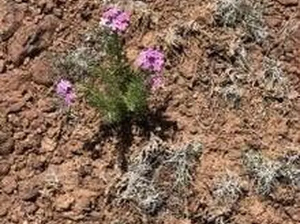 8647 Sequoia Pl, Show Low, AZ 85901