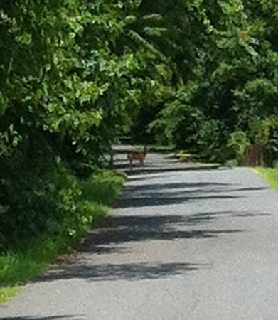 2nd image of 1313 Wildwood Beach Rd