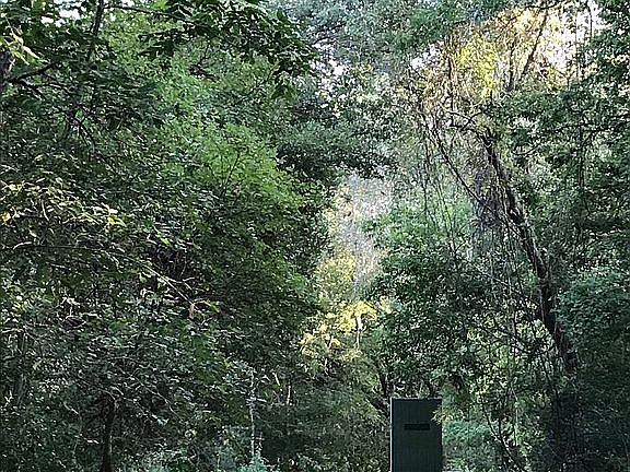 Lots of cover for wildlife