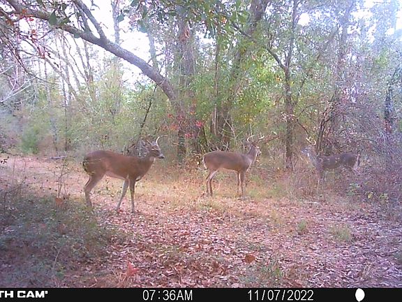 High Buck to doe ratio