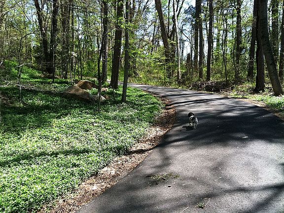 Lane with periwinkle on left