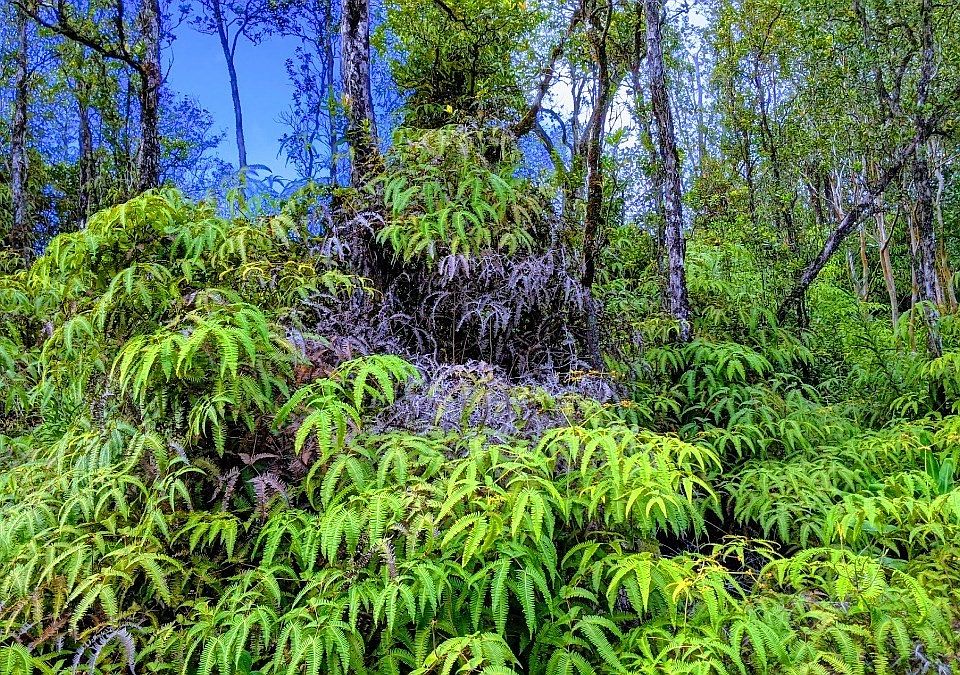 1st image of Jungle King Ave Lot 51