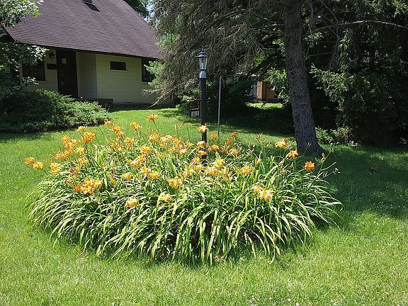Easy to Maintain Yard