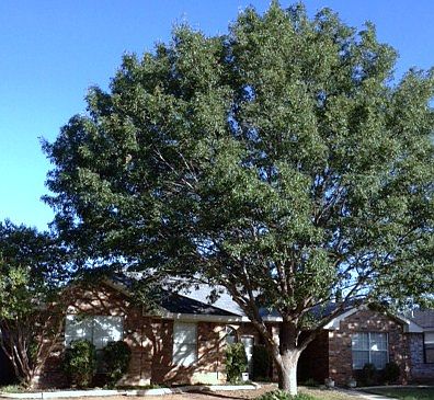 1st image of 4834 Scarlett Oak Dr