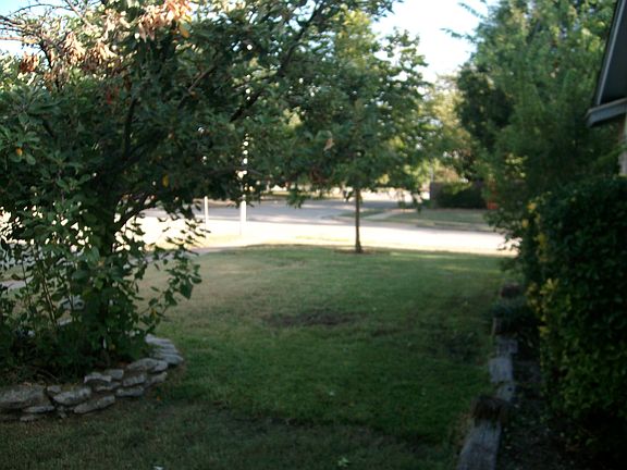 Front yard apple tree (on left) and pecan tree