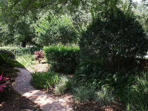 Back yard