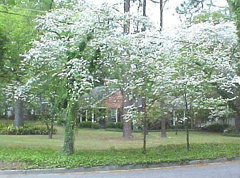 Dogwoods provide corner privacy