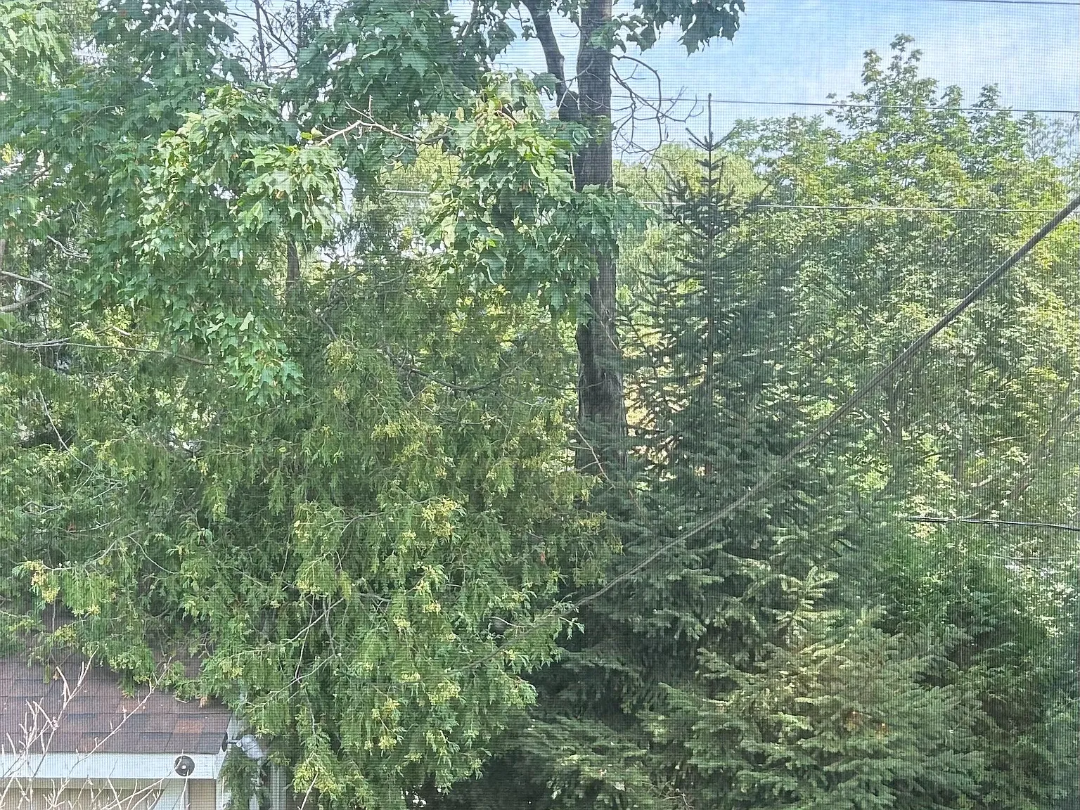 1 bed, $799 — Photo 4