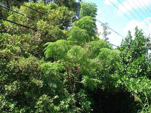 2nd image of Pahoa Rd Lot 47-A