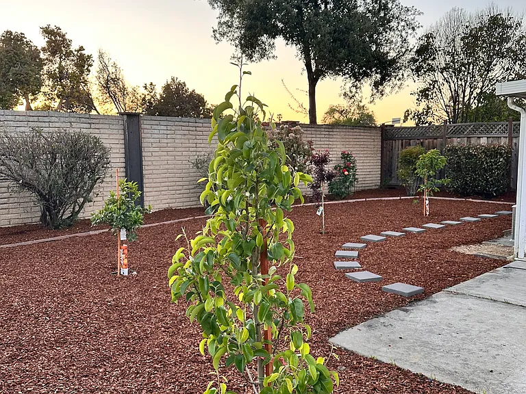 Backyard with fruit trees