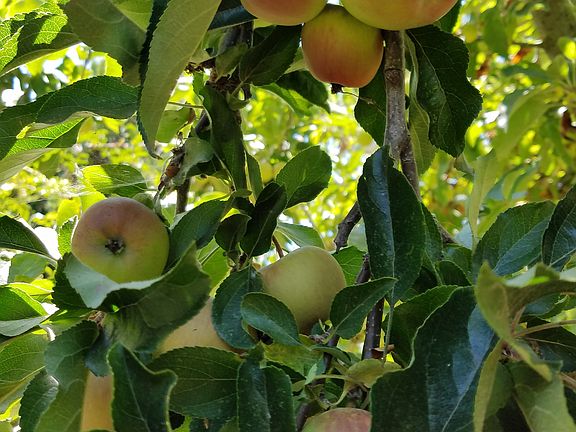 Abundant Apples!