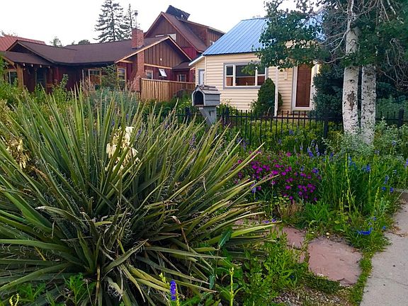 Yucca near the drive