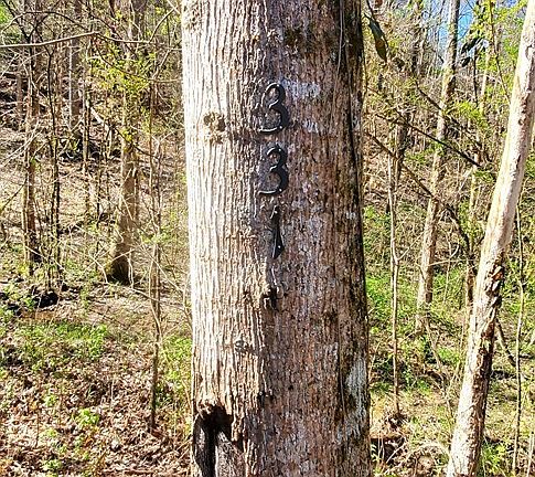 5th image of 331 Chestnut Ridge Rd Lot 15