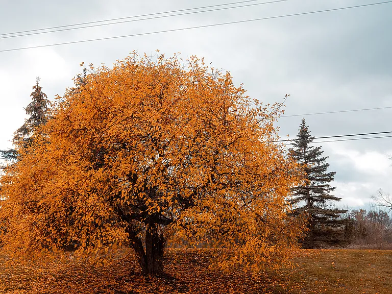 Fall Colors
