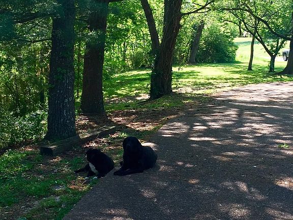 Pea gravel paved driveway. 